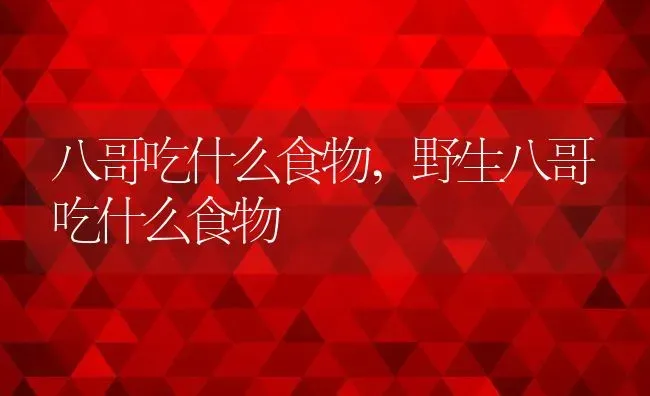 八哥吃什么食物,野生八哥吃什么食物 | 宠物百科知识