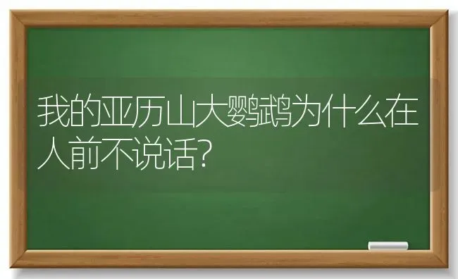 我的亚历山大鹦鹉为什么在人前不说话？ | 动物养殖问答