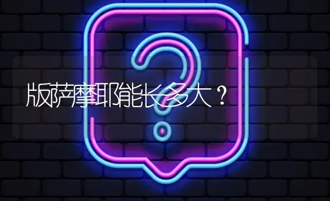 版萨摩耶能长多大？ | 动物养殖问答