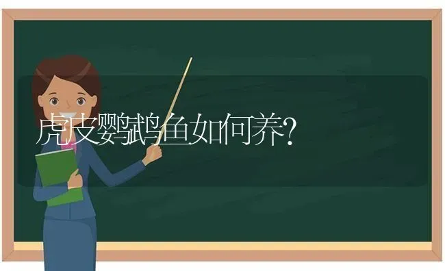 虎皮鹦鹉鱼如何养？ | 动物养殖问答