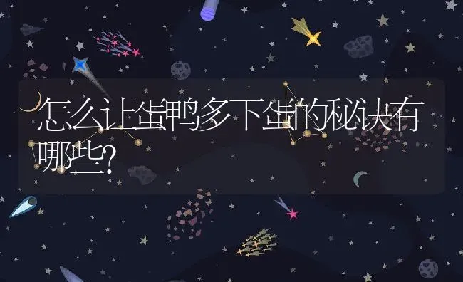 怎么让蛋鸭多下蛋的秘诀有哪些？ | 动物养殖百科