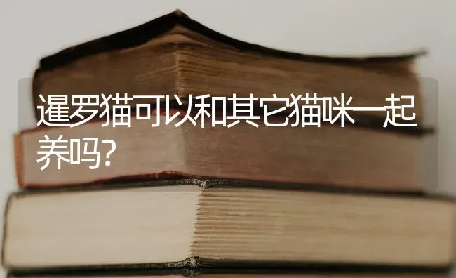 暹罗猫可以和其它猫咪一起养吗？ | 动物养殖问答