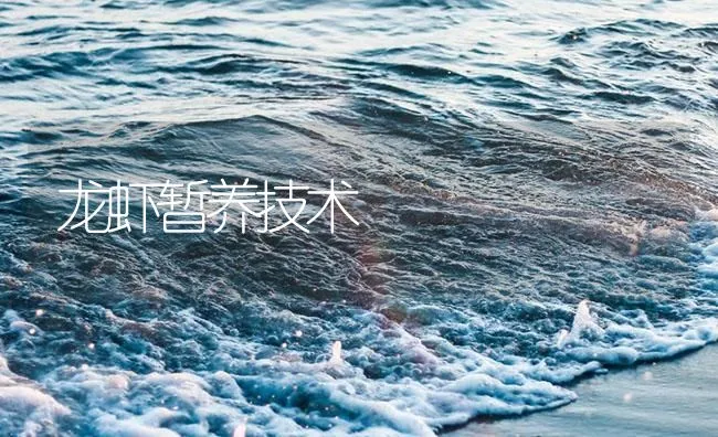 龙虾暂养技术 | 海水养殖技术