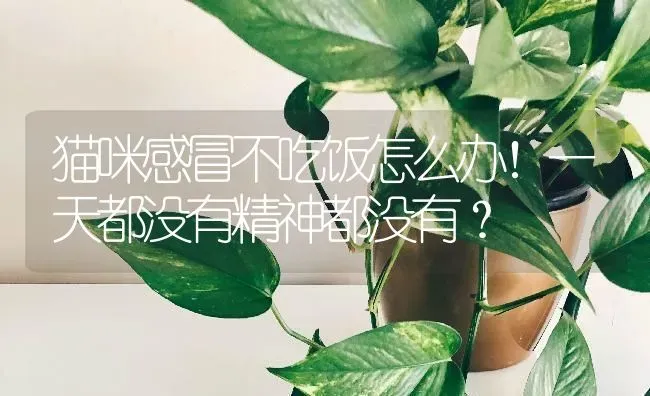 猫咪感冒不吃饭怎么办！一天都没有精神都没有？ | 动物养殖问答