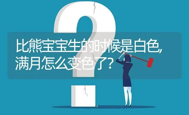 比熊宝宝生的时候是白色,满月怎么变色了？ | 动物养殖问答