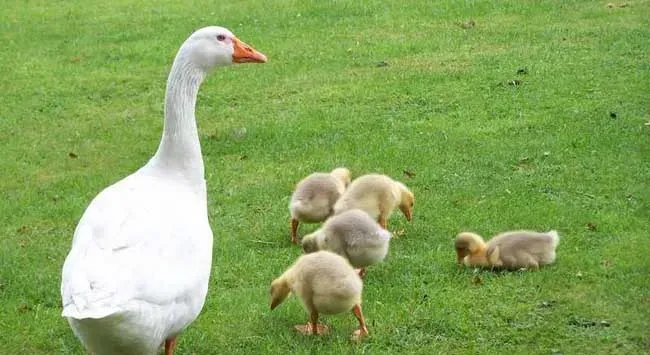 种草养鹅技术