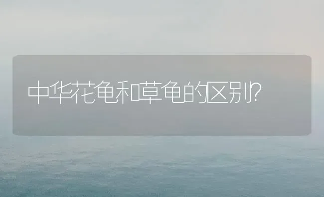 中华花龟和草龟的区别？ | 动物养殖问答