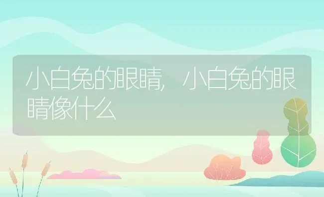 小白兔的眼睛,小白兔的眼睛像什么 | 宠物百科知识