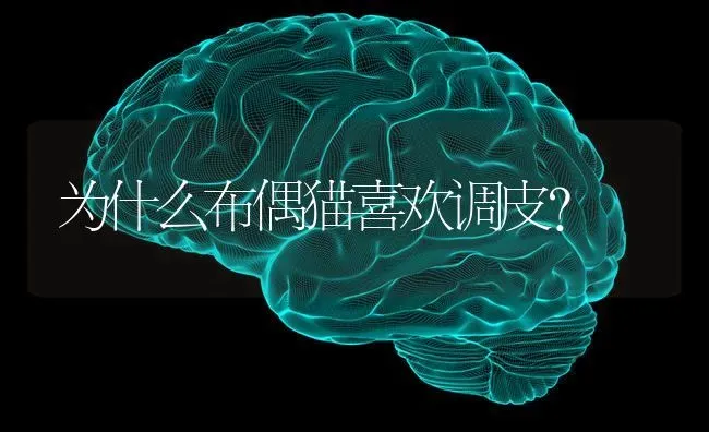 2岁的布偶猫还长个子吗？ | 动物养殖问答