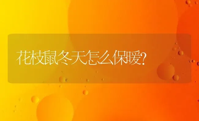 花枝鼠冬天怎么保暖？ | 动物养殖问答