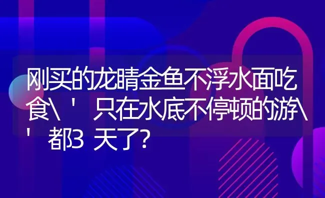 刚买的龙睛金鱼不浮水面吃食'只在水底不停顿的游'都3天了？ | 鱼类宠物饲养