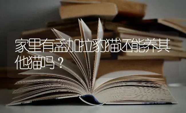 家里有孟加拉豹猫还能养其他猫吗？ | 动物养殖问答