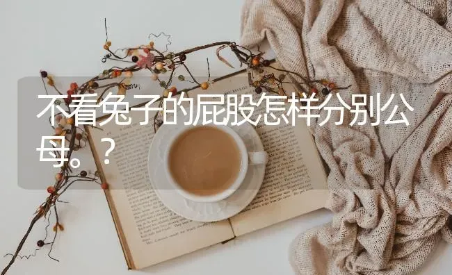 不看兔子的屁股怎样分别公母。？ | 动物养殖问答