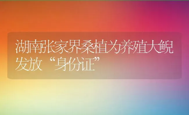 湖南张家界桑植为养殖大鲵发放“身份证” | 动物养殖教程