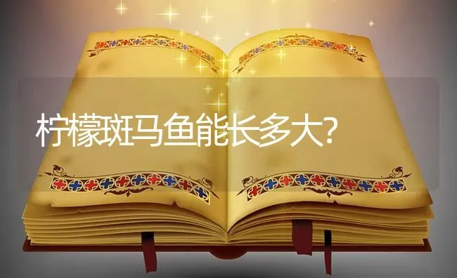 柠檬斑马鱼能长多大？ | 鱼类宠物饲养