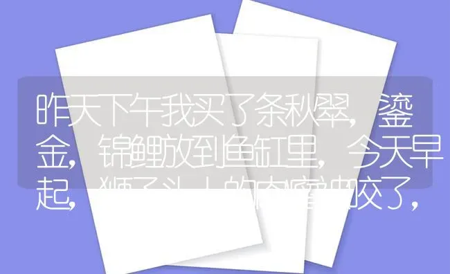 昨天下午我买了条秋翠，鎏金，锦鲤放到鱼缸里，今天早起，狮子头上的肉瘤被咬了，请问大家，谁是“凶手”？ | 鱼类宠物饲养