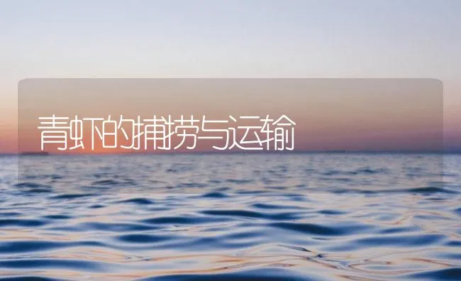 青虾的捕捞与运输 | 海水养殖技术