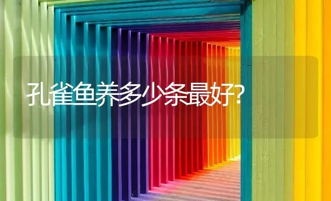 孔雀鱼养多少条最好？ | 鱼类宠物饲养