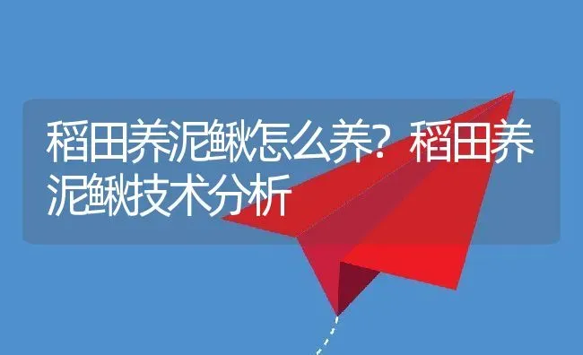 稻田养泥鳅怎么养？稻田养泥鳅技术分析 | 动物养殖百科