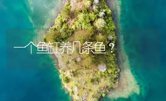 一个鱼缸养几条鱼？ | 鱼类宠物饲养