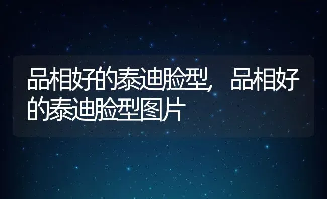 品相好的泰迪脸型,品相好的泰迪脸型图片 | 宠物百科知识