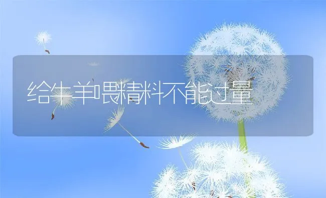 给牛羊喂精料不能过量 | 动物养殖学堂