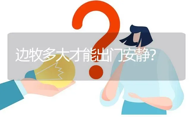 边牧多大才能出门安静？ | 动物养殖问答