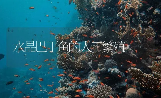 水晶巴丁鱼的人工繁殖 | 海水养殖技术