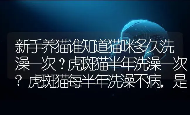 新手养猫谁知道猫咪多久洗澡一次？虎斑猫半年洗澡一次?虎斑猫每半年洗澡不病，是不是久久洗一次？ | 动物养殖问答