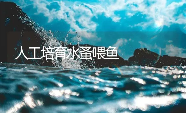 人工培育水蚤喂鱼 | 海水养殖技术