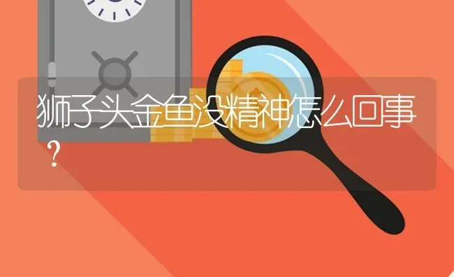 狮子头金鱼没精神怎么回事？ | 鱼类宠物饲养