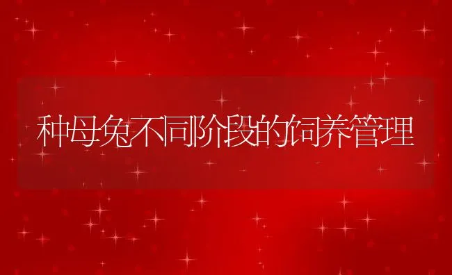 种母兔不同阶段的饲养管理 | 水产养殖知识