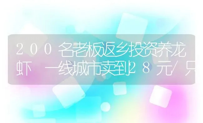 200名老板返乡投资养龙虾 一线城市卖到28元/只 | 动物养殖教程