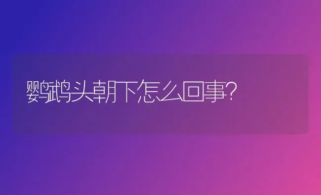 鹦鹉头朝下怎么回事？ | 动物养殖问答