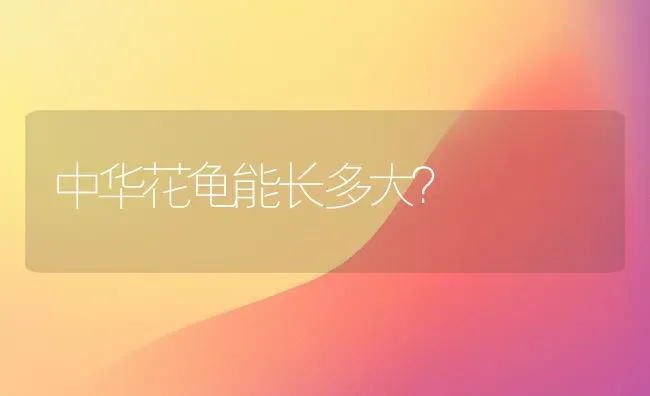 中华花龟能长多大？ | 动物养殖问答