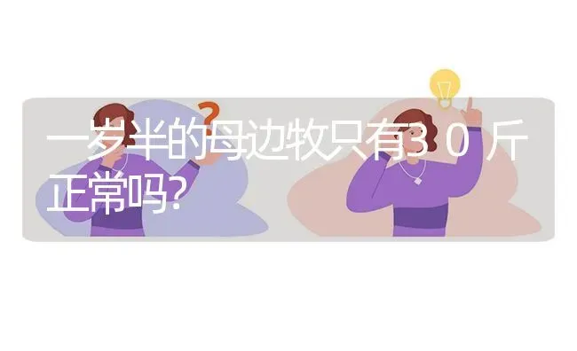 一岁半的母边牧只有30斤正常吗？ | 动物养殖问答