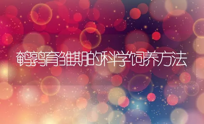 鹌鹑育雏期的科学饲养方法 | 动物养殖饲料