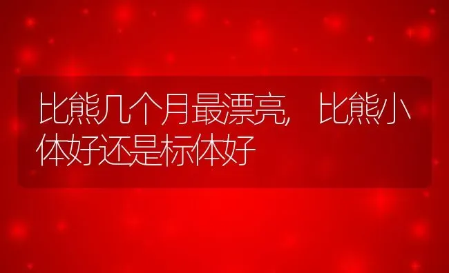 比熊几个月最漂亮,比熊小体好还是标体好 | 宠物百科知识