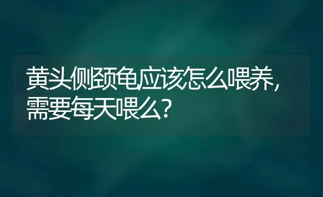 黄头侧颈龟应该怎么喂养，需要每天喂么？ | 动物养殖问答