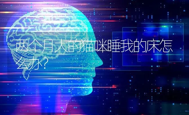 两个月大的猫咪睡我的床怎么办？ | 动物养殖问答