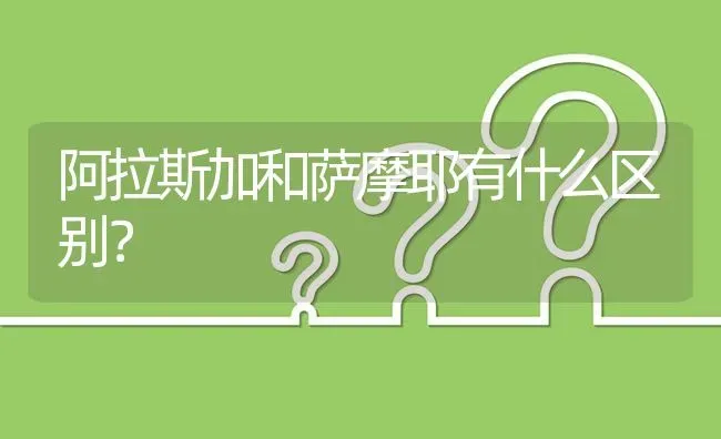 阿拉斯加和萨摩耶有什么区别？ | 动物养殖问答