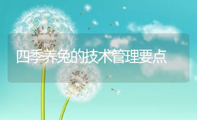 四季养兔的技术管理要点 | 动物养殖饲料