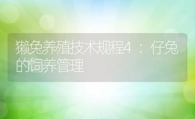 獭兔养殖技术规程4：仔兔的饲养管理 | 动物养殖饲料