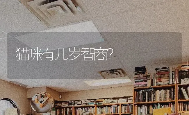 猫咪有几岁智商？ | 动物养殖问答