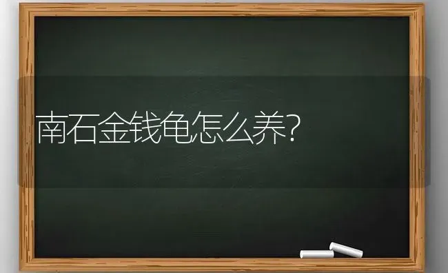 南石金钱龟怎么养？ | 动物养殖问答