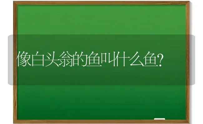 像白头翁的鱼叫什么鱼？ | 动物养殖问答