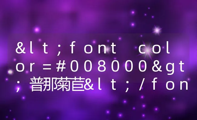 <font color=#008000>普那菊苣</font> | 动物养殖饲料