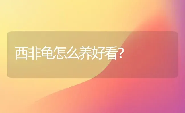 西非龟怎么养好看？ | 动物养殖问答