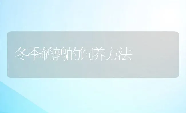 冬季鹌鹑的饲养方法 | 动物养殖饲料