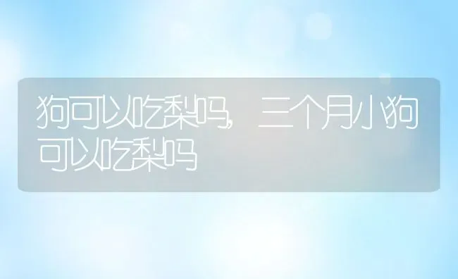 狗可以吃梨吗,三个月小狗可以吃梨吗 | 宠物百科知识